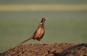 Common Pheasant Drucke: Fazant, Common Pheasant, Phasianus colchicus