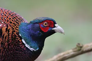 Close Up Bird Pictures Drucke: Fazant, Common Pheasant, Phasianus colchicus