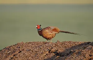 Common Pheasant Drucke: Fazant, Common Pheasant, Phasianus colchicus