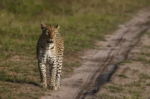 Panthera Pardus Images Drucke: A female leopard, Panthera pardus