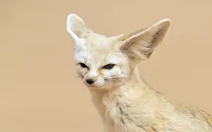Bilder Datiert 9. April 2018: Fennefuchs, Vulpes zerda