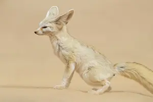 Sahara Desert Wildlife Drucke: Fennec Fox, Vulpes zedra