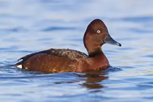 Wild Ducks Drucke: Ferruginous Duck