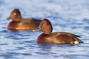 Ferruginous Duck Drucke: Ferruginous Duck