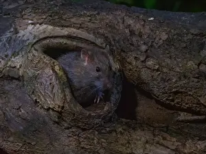 Bilder Datiert 24. August 2020: Feldmaus; Microtus arvalis