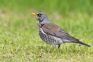 Fieldfare Bird Drucke: Fieldfare