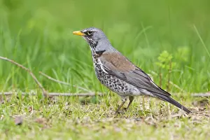 Birdwatching In Europe Drucke: Fieldfare