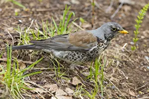 Fieldfare Bird Drucke: Fieldfare