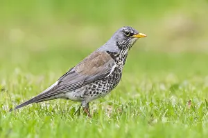 Birdwatching In Europe Drucke: Fieldfare