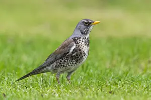 Birdwatching In Europe Drucke: Fieldfare