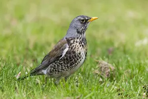 Fieldfare Bird Drucke: Fieldfare