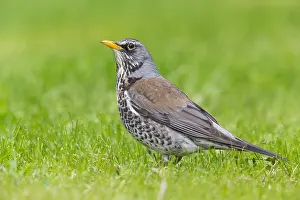 Fieldfare Bird Drucke: Fieldfare