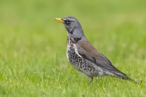Fieldfare Bird Drucke: Fieldfare