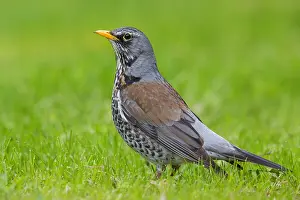 Northern Ostrobothnia Wildlife Drucke: Fieldfare