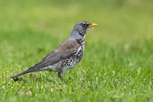 Wildlife Photography Finland Drucke: Fieldfare