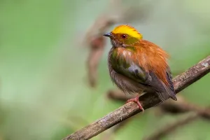 Peruvian Wildlife Photos Drucke: Fiery-capped Manakin