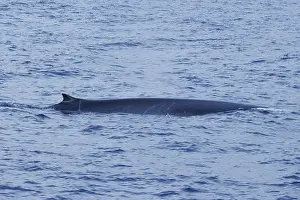 Cetacean Mammals Drucke: Fin Whale, Balaenoptera physalus