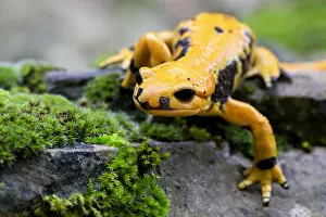 Nature Photography Italy Drucke: Fire salamander