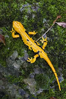 Gerahmter Druck : Feuersalamander Gerahmter Druck : Feuersalamander