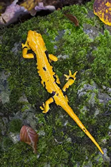 Fire Salamander Drucke: Fire salamander