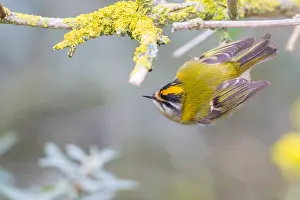 Firecrest Bird Drucke: Firecrest, Regulus ignicapilla