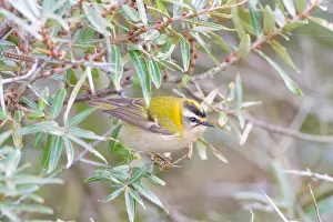 Firecrest Bird Drucke: Firecrest, Regulus ignicapilla