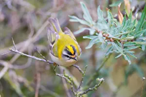 Firecrest Bird Drucke: Firecrest, Regulus ignicapilla