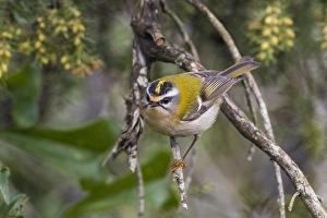 Feuerkehl, Regulus ignicapillus
