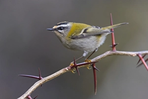 Feuerkehl, Regulus ignicapillus