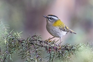 Feuerkehl, Regulus ignicapillus