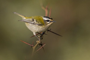 Bilder Datiert 25. September 2018: Feuerkehl, Regulus ignicapillus.