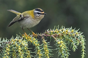 Feuerkehl, Regulus ignicapillus