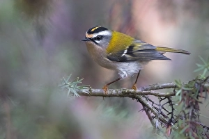 Feuerkehl, Regulus ignicapillus