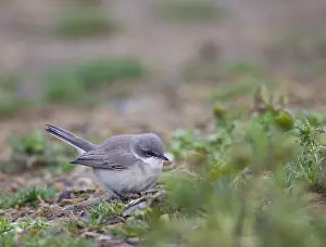 Eastern European Bird Species Drucke: First-winter Eastern Lesser Whitethroat type