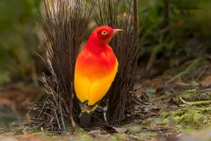 Island Nature Photography Drucke: Flame Bowerbird, Sericulus ardens