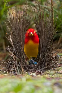 Island Nature Photography Drucke: Flame Bowerbird, Sericulus ardens