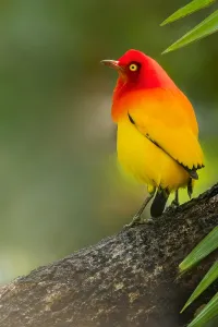 Island Nature Photography Drucke: Flame Bowerbird, Sericulus ardens