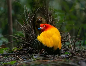 Colourful Birds Of Prey Drucke: Flame Bowerbird, Sericulus ardens