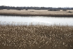 European Wetlands Drucke: Flevopolder