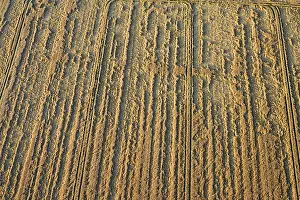 Farmland Aerial View Drucke: Flevopolder