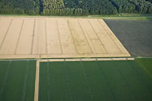 Farmland Aerial View Drucke: Flevopolder