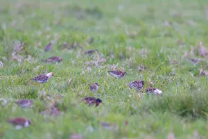 Spring Migration Birds Drucke: Flock of Ruff in meadow