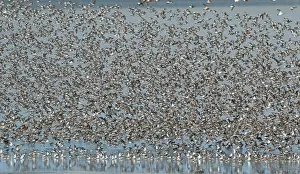 European Coastal Wildlife Drucke: Flock of waders over the Waddensea