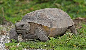 North American Reptiles Drucke: Florida Gopher Tortoise (Gopherus polyphemus)