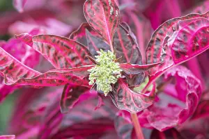 South American Flora Drucke: Flowering Bloodleaf