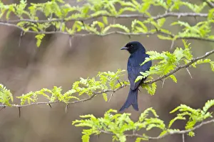 Bilder Datiert 25. September 2008: Fluweeldrongo, Drongo mit geschiederten Schwanz, Dicrurus adsimilis