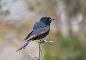 Bilder Datiert 12. September 2008: Fluweeldrongo, Drongo mit gefiederten Schwanz, Dicrurus adsimilis
