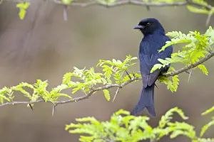 Bilder Datiert 25. September 2008: Fluweeldrongo, Drongo mit gefiederten Schwanz, Dicrurus adsimilis