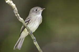Bilder Datiert 2. Mai 2014: Fliegenschnäpper (Least Flycatcher)