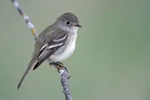 North American Birds Images Drucke: Least Flycatcher